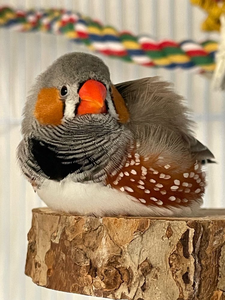 A fluffed up male zebra finch lying on a flat perch.