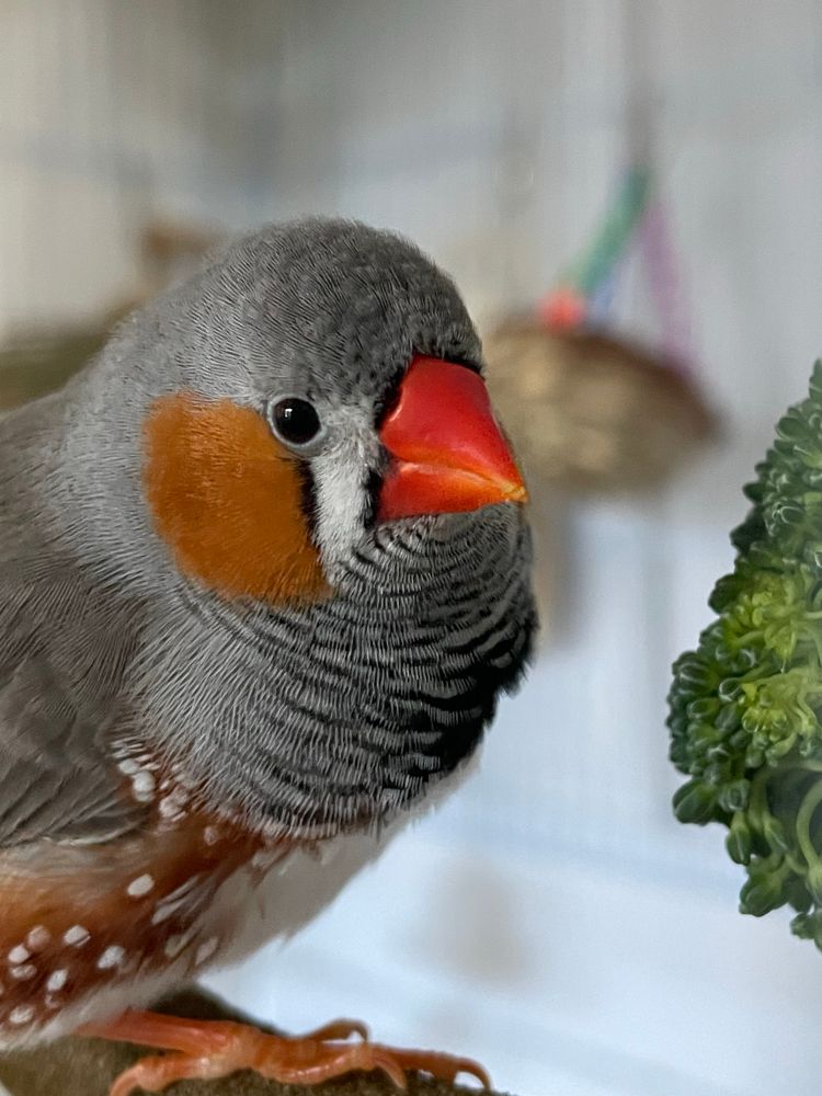 Side view of a male zebra finch on a perch, with a broccoli (mostly out of view) to the right.