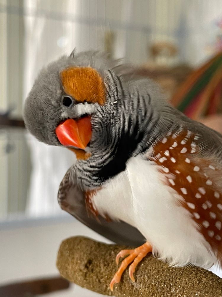 A male zebra finch on a perch. His neck is tilted to the left and he is perching on one foot. His wing on the opposite side of his perching foot is drooping downwards slightly, to accommodate an unseen foot scratching the back of his head. 