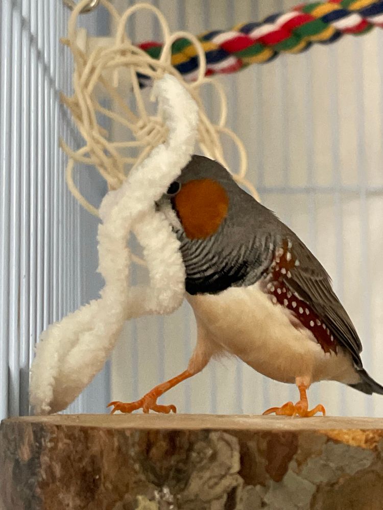 Side view of a male zebra finch on a wooden platform perch. He is holding two pieces of thick fluffy yarn in his beak, which are partially obscuring his face. 
