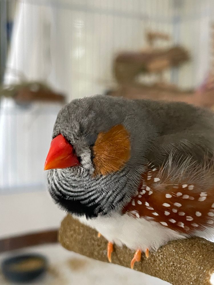 Side view of a fluffed up male zebra finch sleeping on a perch. 