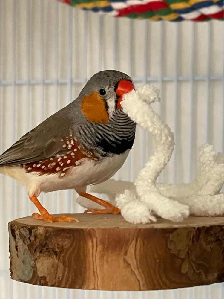 Side view of a male zebra finch on a wooden platform perch. He is holding a piece of thick fluffy yarn in his beak, and there are more pieces of yarn to the right of him. 