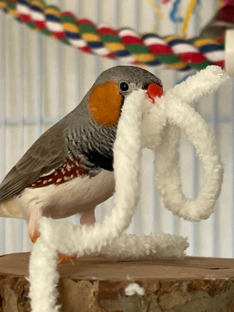 A male zebra finch on a wooden platform perch, holding two pieces of thick fluffy yarn. There is a third piece in front of his feet. 