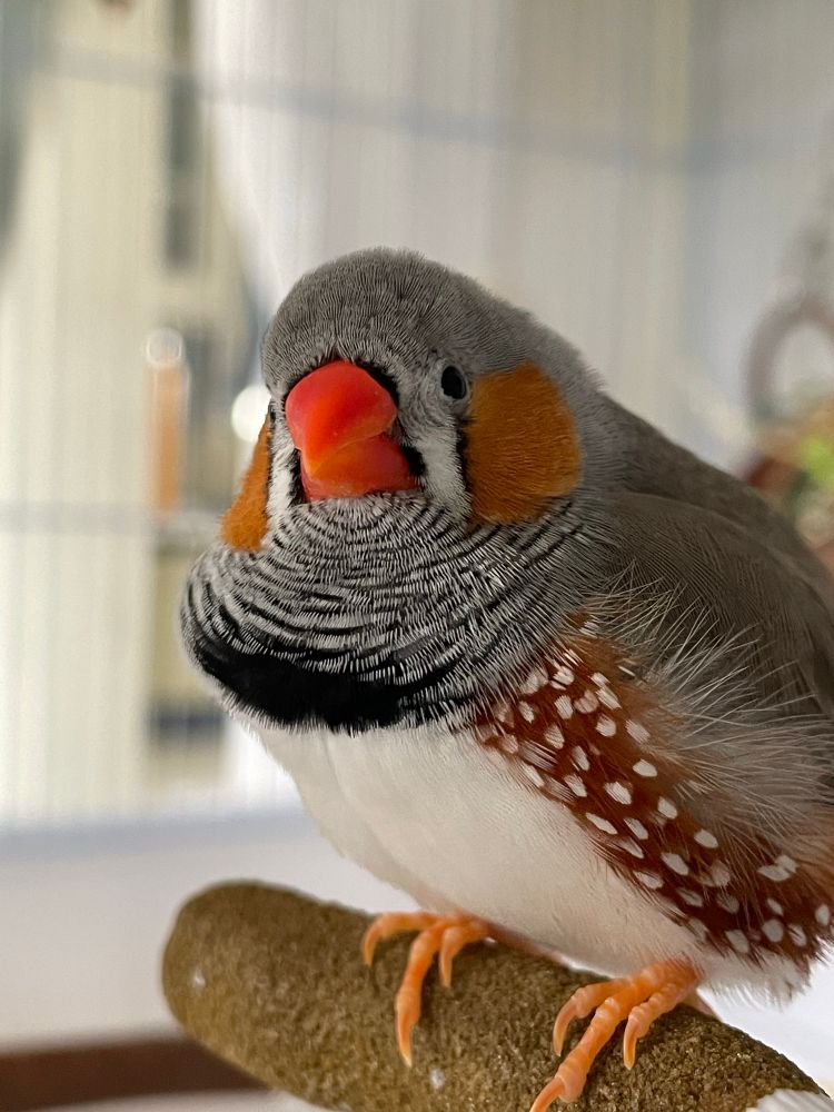 A fluffed up male zebra finch on a perch. His head is turned slightly towards the camera. 