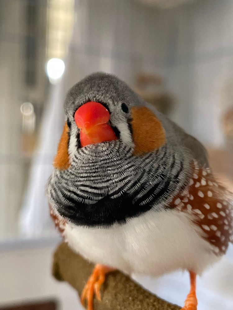 Front view of a fluffed up male zebra finch on a perch. He is looking at the camera, and his head is tilted slightly to the left. 