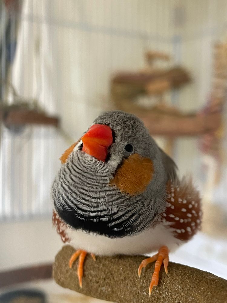 Front view of a fluffed up male zebra finch on a perch. His head is tilted upwards. 