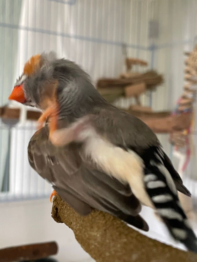 A male zebra finch on a perch. His leg is stretched over the top of his wing and his head is turned so he can scratch his chin feathers. He is blurry from the motion. 