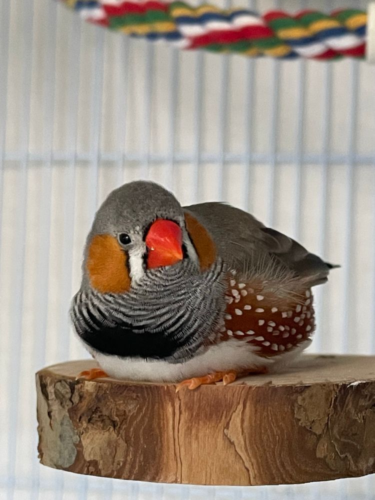 A loafing male zebra finch on a wooden platform perch. His head is turned slightly to the right of the camera. 