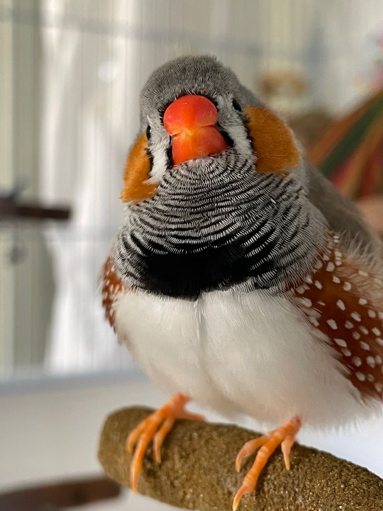 A fluffed up male zebra finch on a perch, facing the camera. 