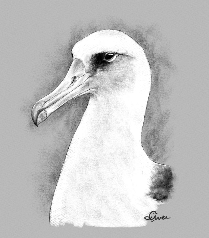 A black and white digital drawing of a side view of Laysan Albatross from the neck up. The bird is mostly white. The face has dark feathers between the eye and beak, and grey cheeks. The beak is long and slightly darker at the end.  