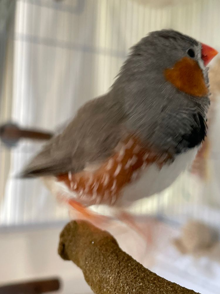 A male zebra finch jumping on a perch, to switch what side he is facing. The photo is blurry from the motion. 