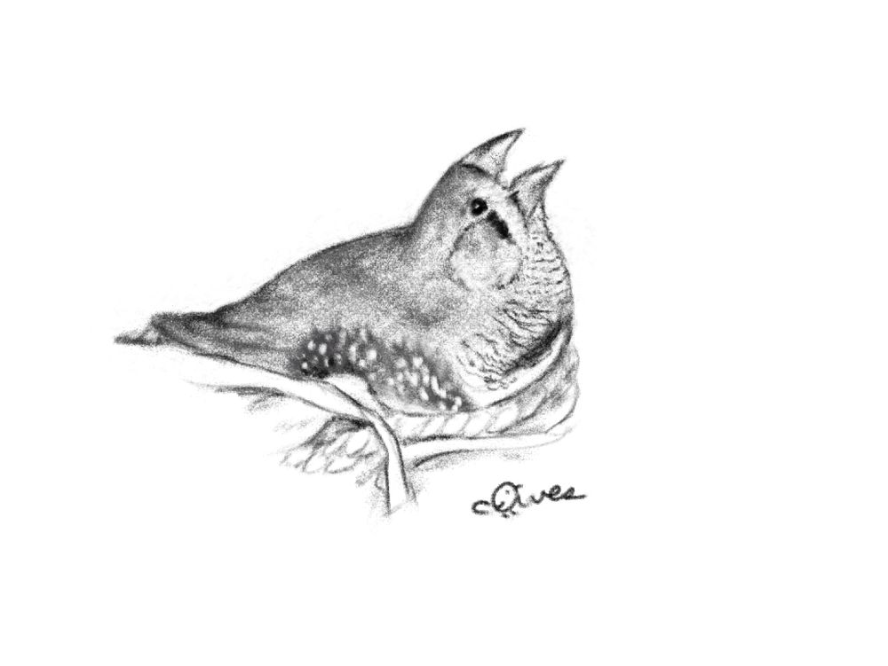 Comment image