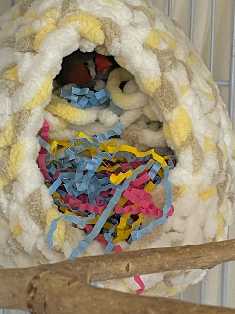 A male zebra finch peers out of his crocheted yarn nest. The nest is nearly overflowing with paper strips and thick fluffy yarn.