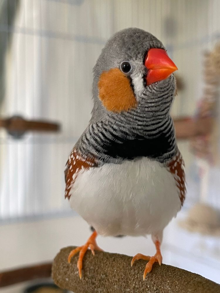 Front view of a male zebra finch on a perch. He is looking at the camera and his head is turned slightly to the right. 