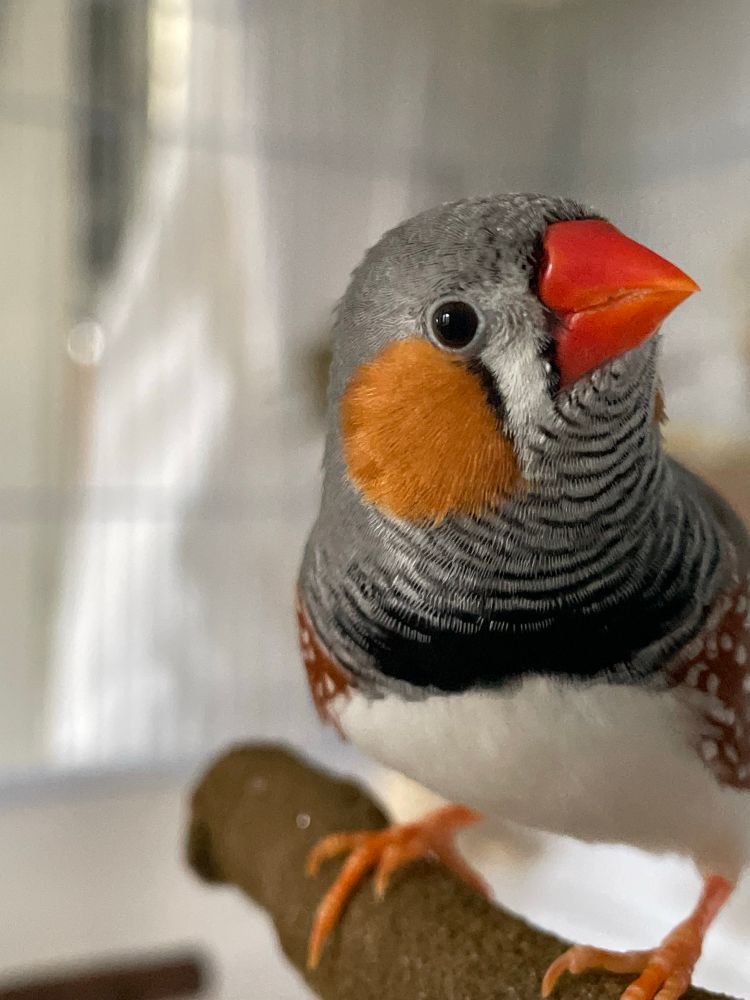 Front view of a male zebra finch on a perch. He is leaning towards the camera. His head is turned to the right and his eye is looking at the camera. 