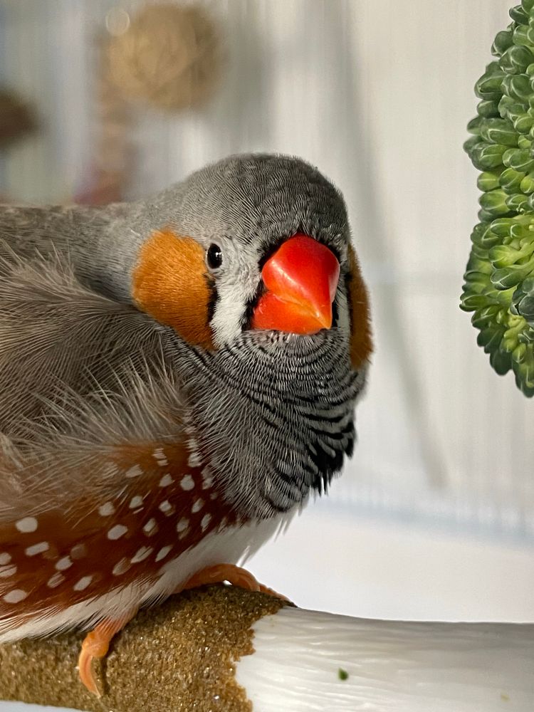 A male zebra finch on a perch, with his head turned towards the camera. There is a broccoli to the right, mostly out of the picture. 