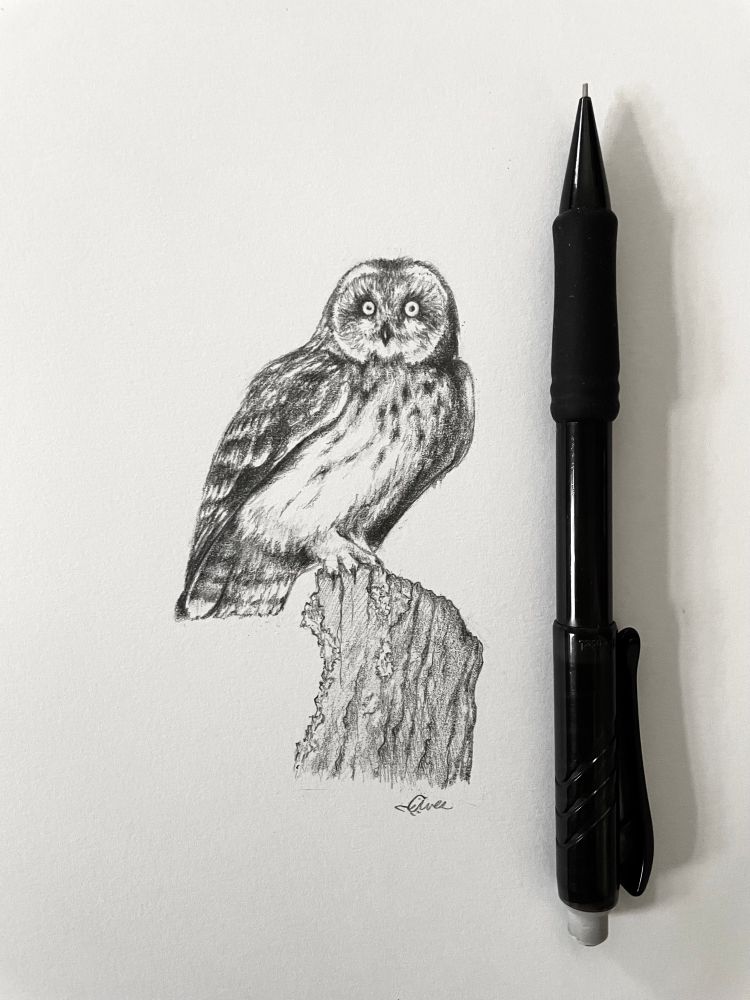 A small pencil drawing of an owl on a tree stump. To the right of the drawing is a black mechanical pencil. 