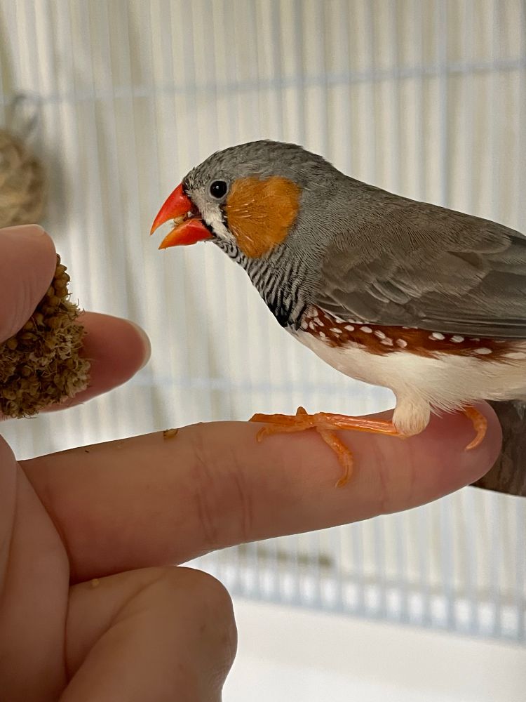 Side view of a male zebra finch perched on a horizontal middle finger. The thumb and index finger are to the left holding a piece of millet, and the other visible finger is bent towards the palm of the hand. 