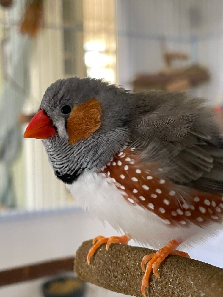 Side view of a fluffed up male zebra finch on a perch. 