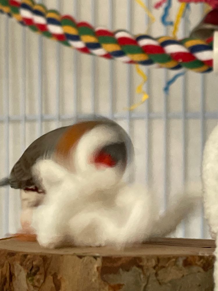 A male zebra finch on a wooden platform perch, vigorously shaking pieces of thick fluffy yarn. He is blurry from the motion. 