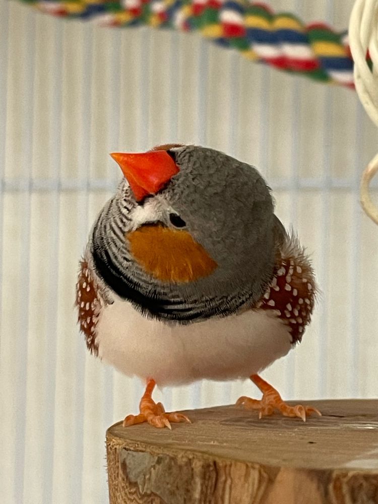 A male zebra finch on a wooden platform perch twisting his head to the right. 