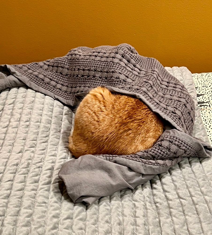 The hindquarters of an orange tabby cat emerge from a dark gray body pillow’s case that is lying on a light gray bedspread. The wall behind the cat is painted a golden yellow.