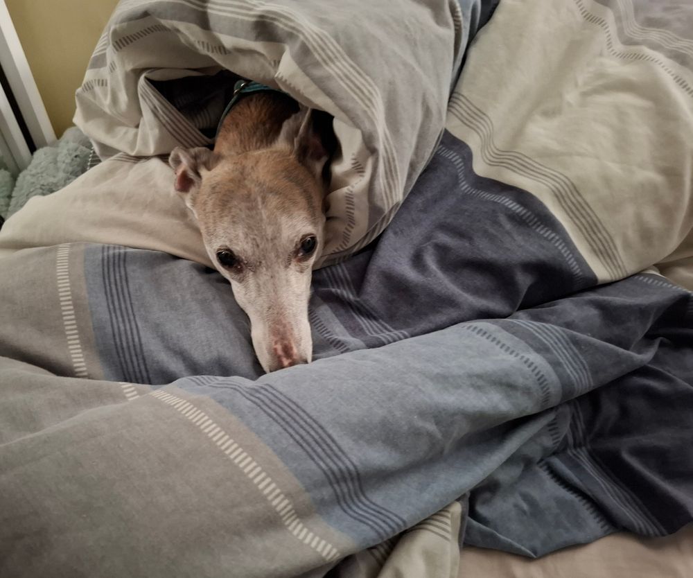 Olly dog in a duvet.
