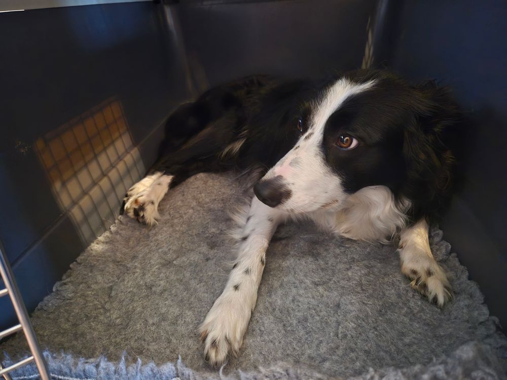 A scared looking black and white border collie dog, she is laying down on fluffy bedding in her big crate 