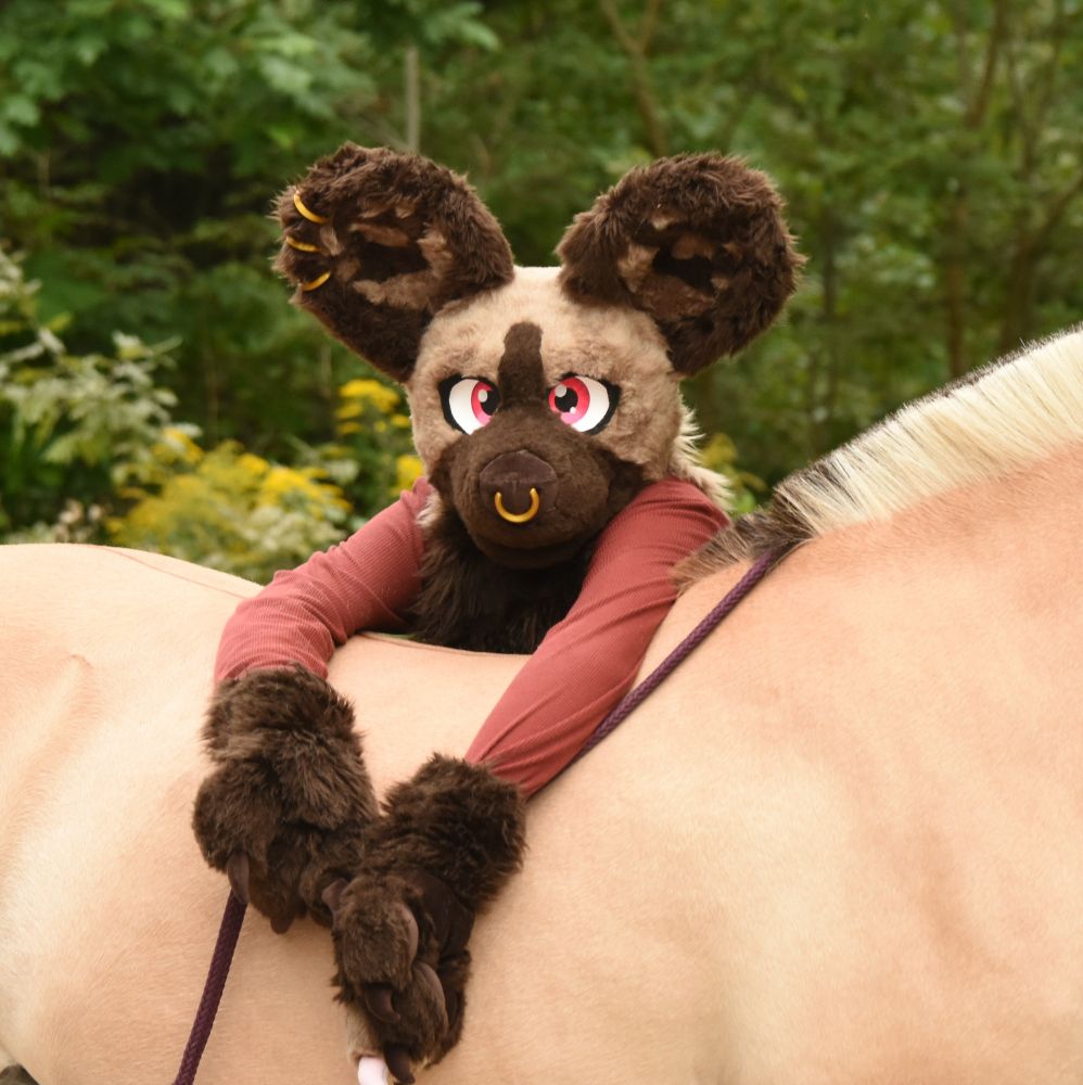A fursuiter depicting an african wild dog with piercings hanging over the back of a fjord horse