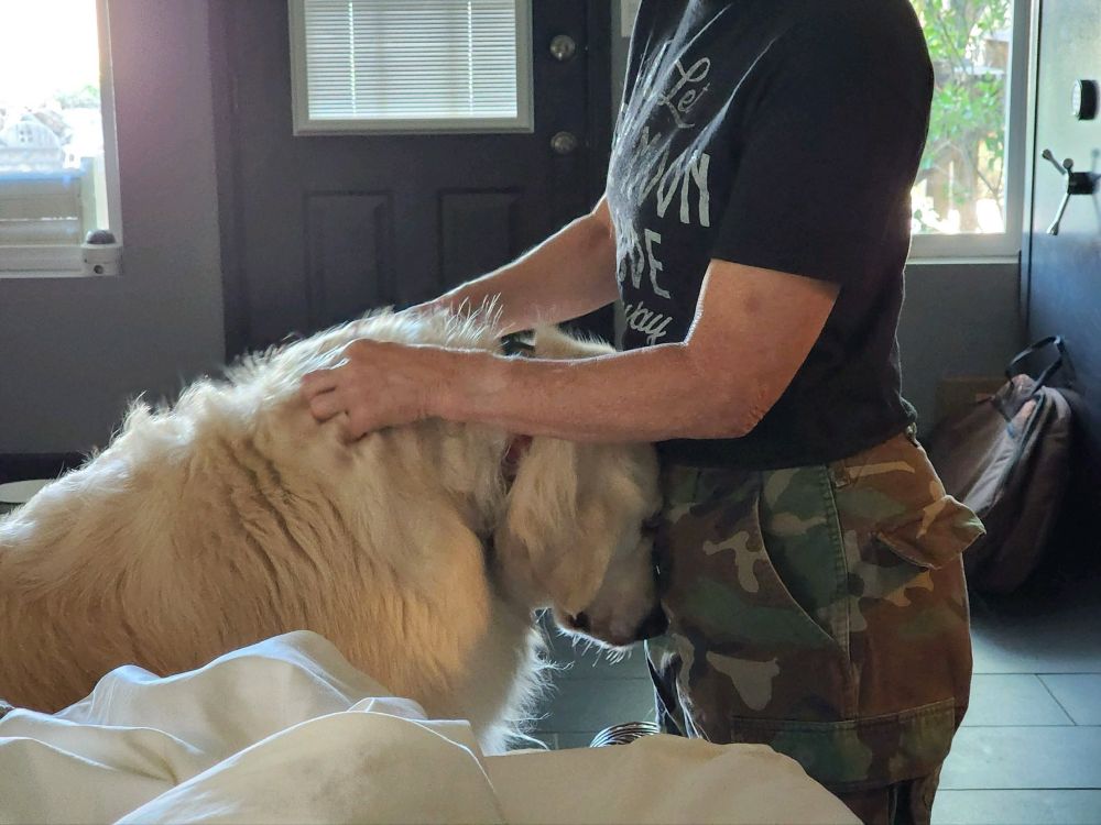 Sampson, a fluffy golden retriever is sitting on a bed with his head pressed against a persons body. The person, Mom, is wearing a black T-shirt with writing and camouflage pants. Sam has his head pressed against Mons body and is scratching his shoulders.