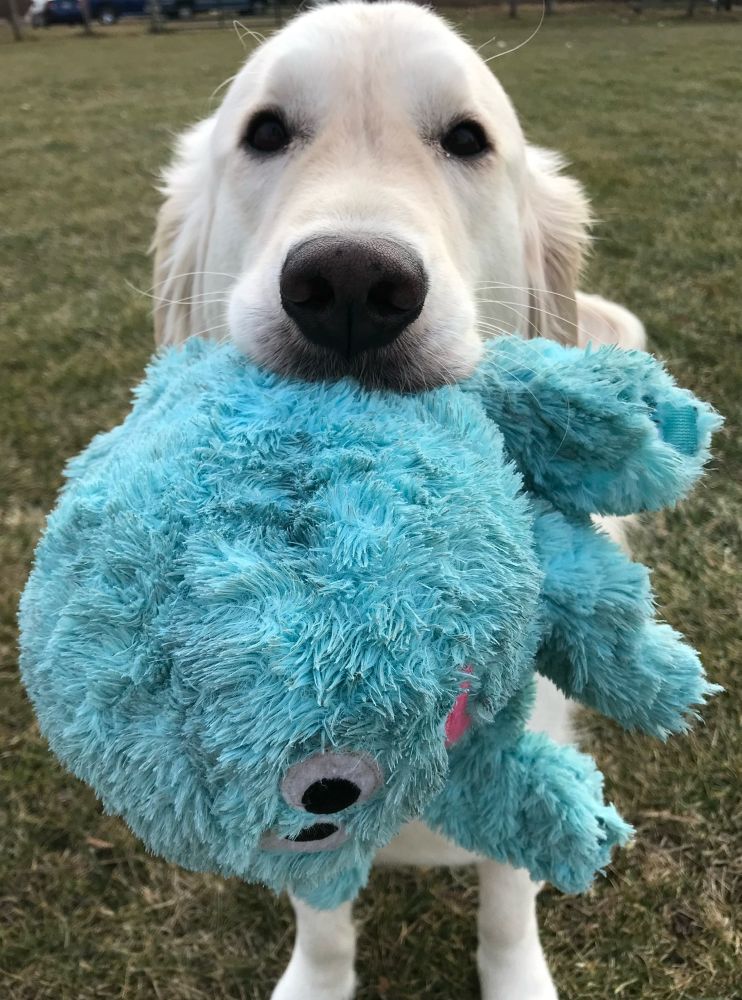 Sampson holding a blue stuffed octopus toy.