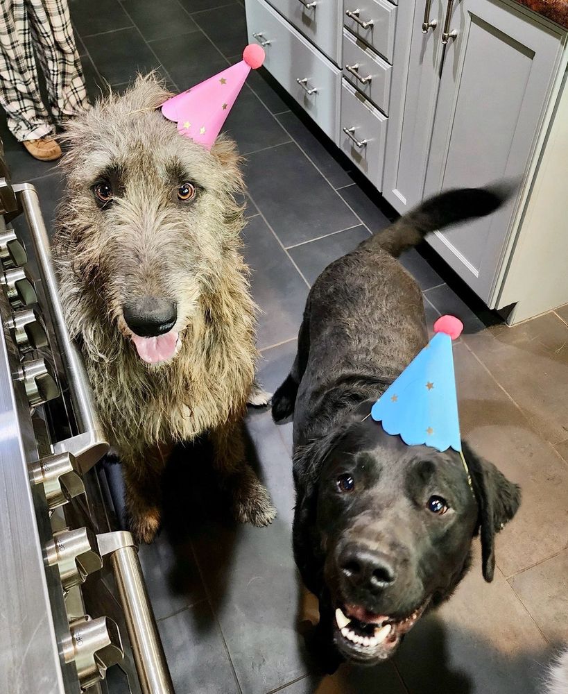 An Irish Wolfhound and black Labrador and sitting happily in a kitchen wearing birthday party hats. 