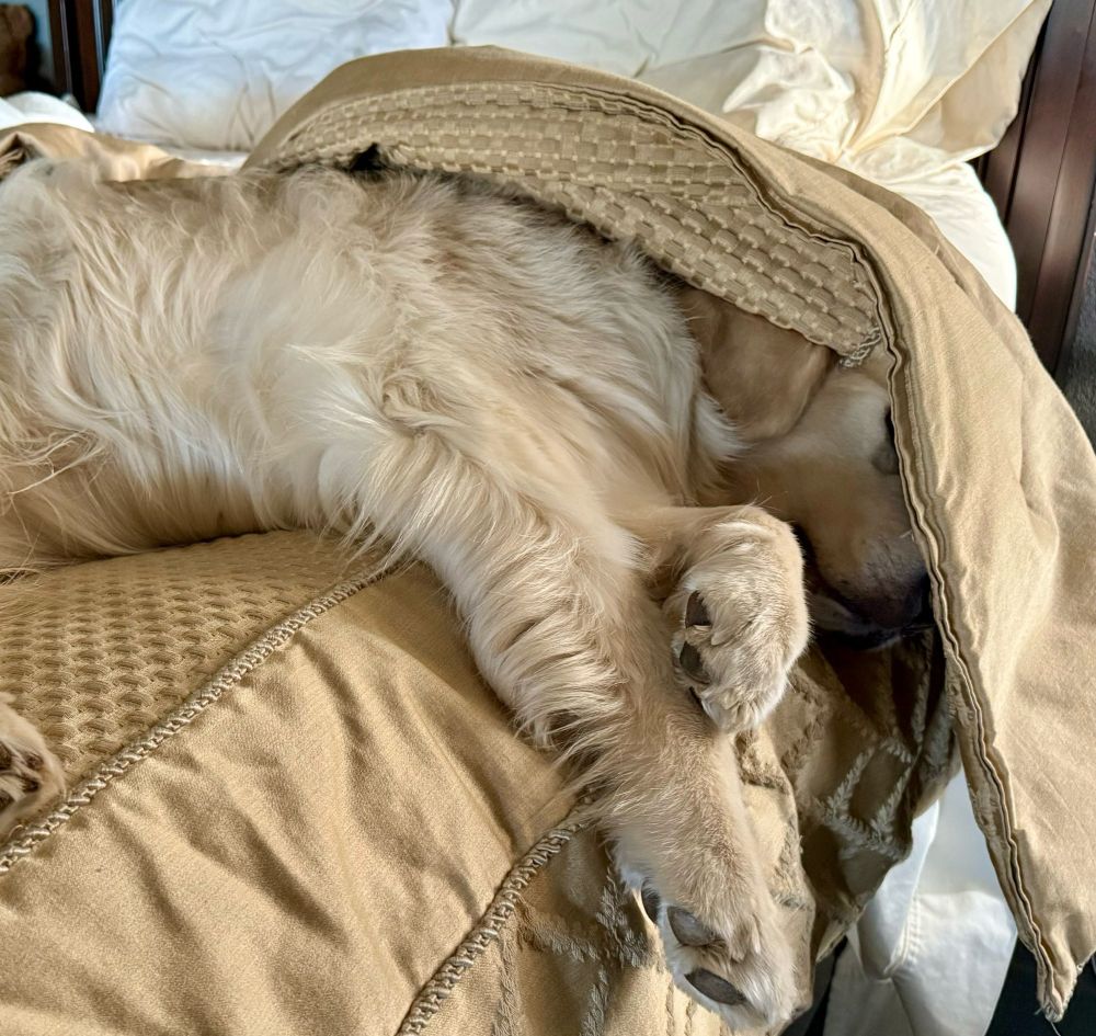 Sampson is sleeping hanging half off a bed with the covers over his head.