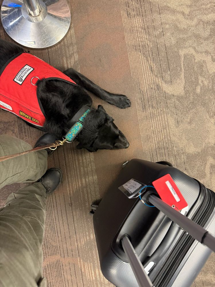 Pax, a black Labrador is wearing a red service dog vest and lying at Mons feet be t to a suitcase.