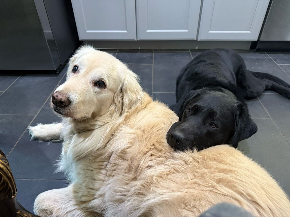 Sampson laying in a black tile floor with Pax laying his head across Sans back.