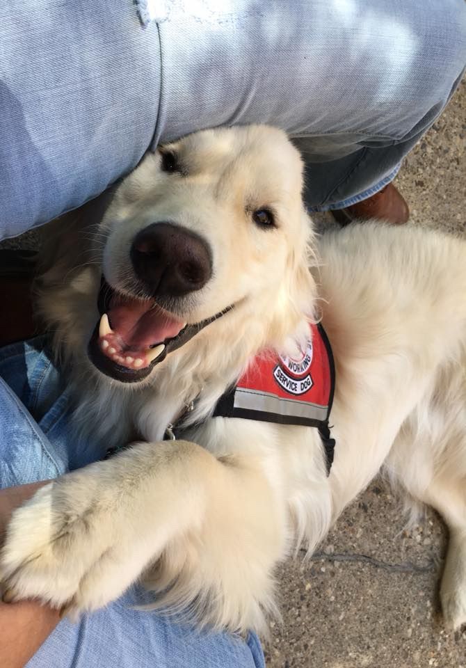 Sampson, a happy-looking fluffy white dog wearing a red service dog vest, is lying between a person's legs on a sidewalk. The person is wearing jeans. The dog has his head leaning on the person's leg, with his paw up in the person's hand. 