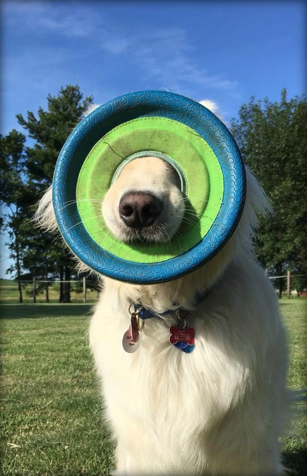 Sampson holding a green and blue toy disk. His nose is sticking through the hole but it is covering his eyes. 