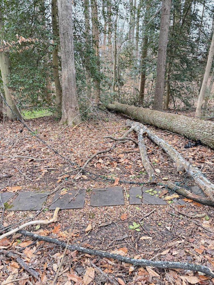 Photo of a stone path in the woods blocked by a large fallen tree