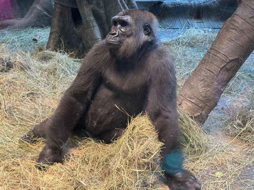 A gorilla rests in a pile of hay