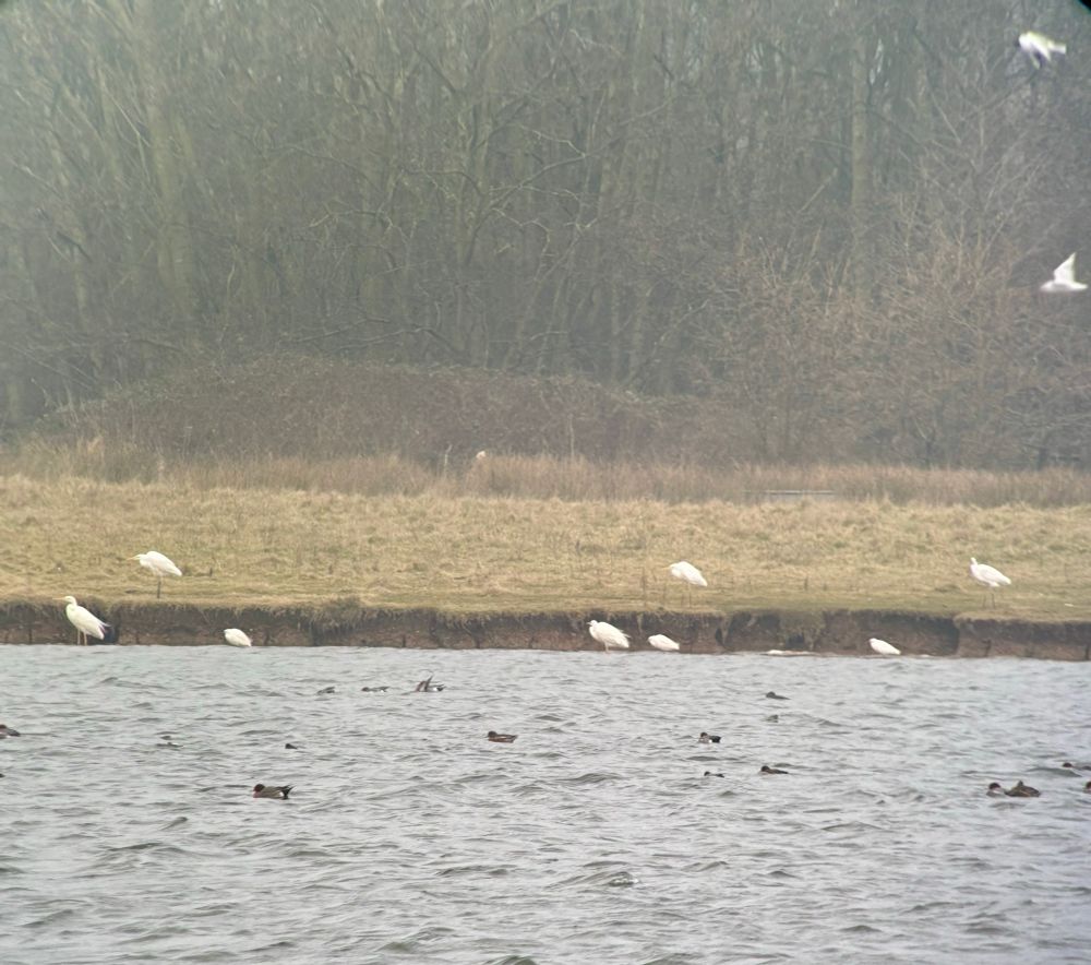 Great White egrets (5) with Little egrets (3)