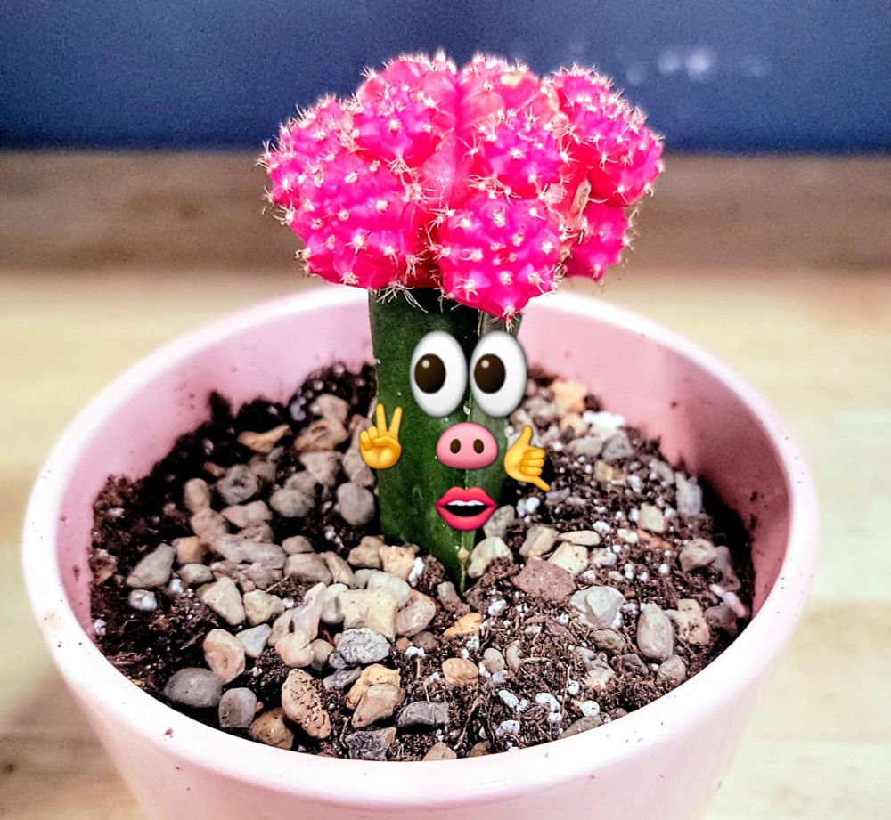A picture of a small potted cactus topped with pink spiky stuff. Emojis overlaid: eyes, pig nose, lips, peace fingers, hang loose sign.