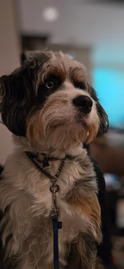 Bernadoodle with leash still on ready looking ready to go back out...