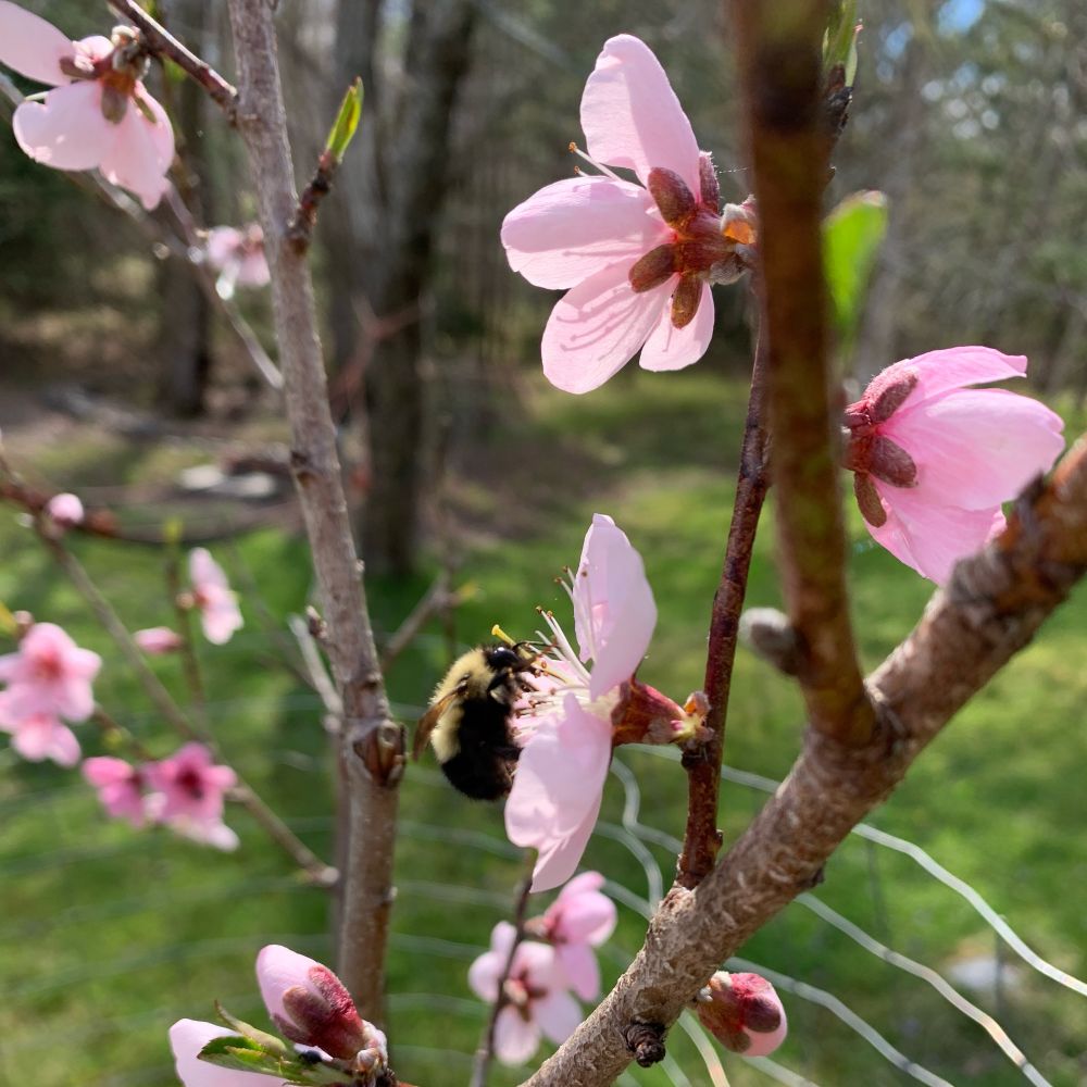 Bumblebee on nectarine blossom 
