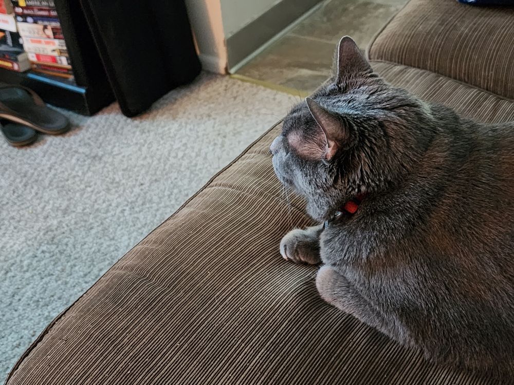 Photo of a grey cat on a couch facing a television that's offscreen to the left. 