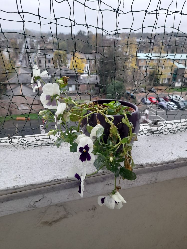 Pansy with 7 flowers and more on the way