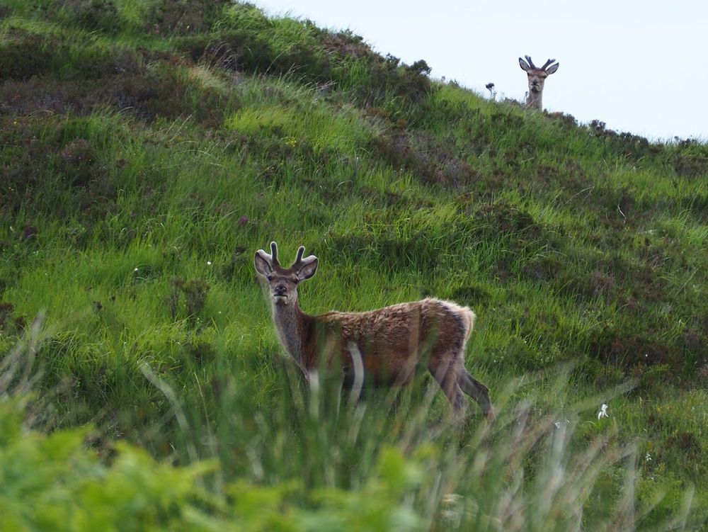 Two deer in the grass by the side of a road in Scotland.