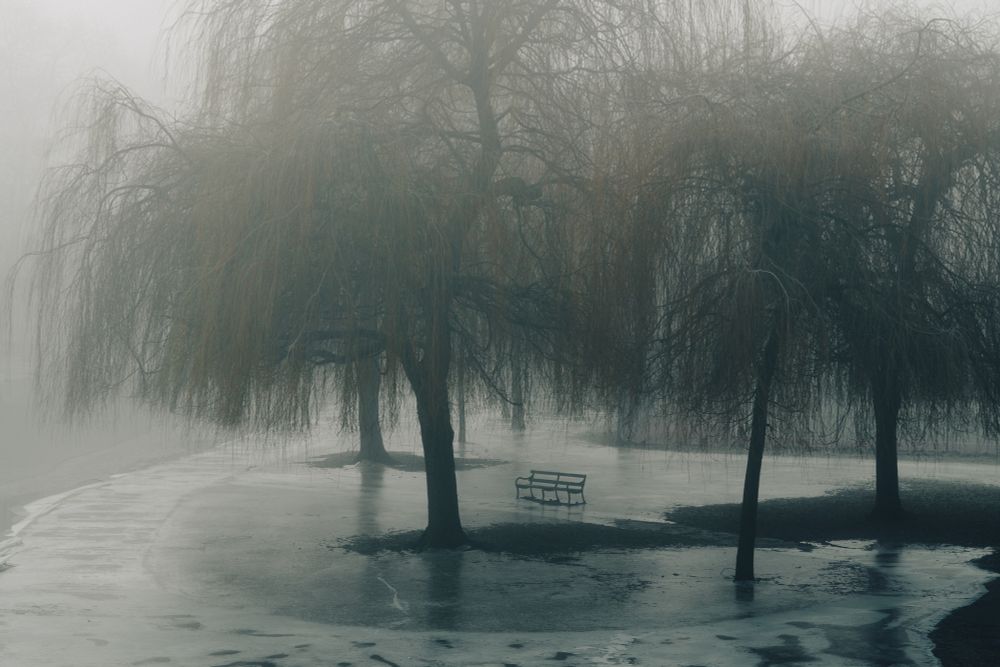 A photo I took in York, England of trees in a frozen park.