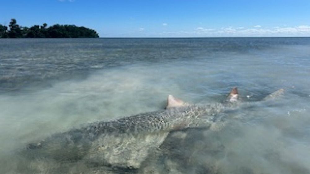 Mystery in the Keys: Fish kills rise to 17. Scientists search for clues