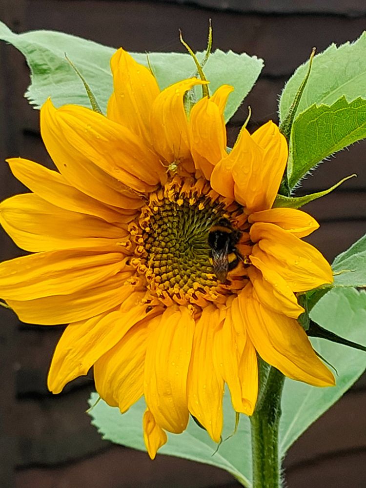 A sunflower