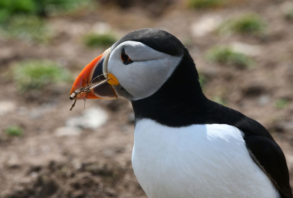 An Atlantic Puffin on Skomer Island with sticks in its bill
